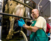 Cow Milking!