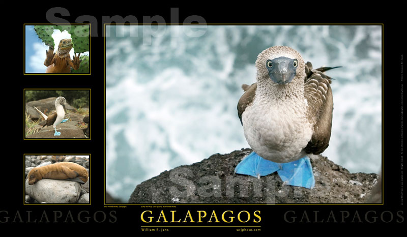 Galapagos (0800x0466)